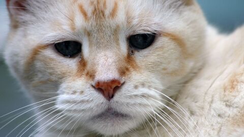 Gato mayor
