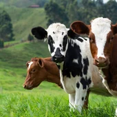 Vacas Vacas