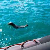 Reintroducida la foca gris localizada hace dos meses en Gijón
