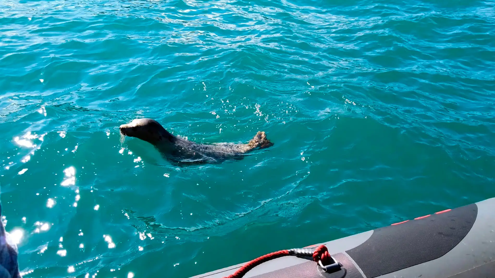 Reintroducida la foca gris localizada hace dos meses en Gijón