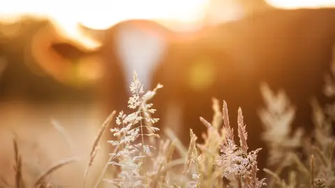 El abandono gradual de la ganaderia reduciria drasticamente las emisiones de gases de efecto invernadero El abandono gradual de la ganaderia reduciria drasticamente las emisiones de gases de efecto invernadero