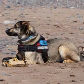 Orihuela aprueba el nuevo contrato que regirá el servicio de protección animal Orihuela aprueba el nuevo contrato que regirá el servicio de protección animal