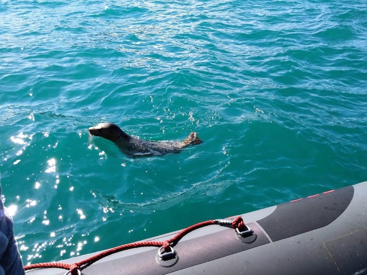 Liberada la cría de foca gris recogida en enero en la playa de La Cagonera Liberada la cría de foca gris recogida en enero en la playa de La Cagonera