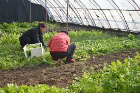 Ecologistas en Acción mira hacia las mujeres que trabajan en el sector primario. Ecologistas en Acción mira hacia las mujeres que trabajan en el sector primario.