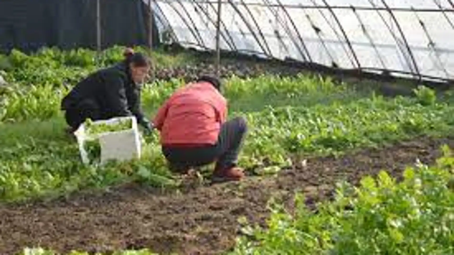Mujeres trabajando en un invernadero 