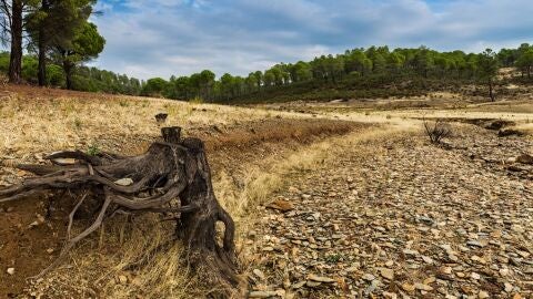 Las pérdida en el campo por la sequía son cuantiosas