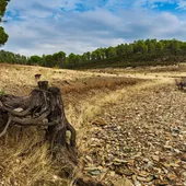 Las pérdida en el campo por la sequía son cuantiosas Las pérdida en el campo por la sequía son cuantiosas