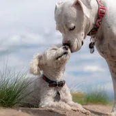 Perros Perros