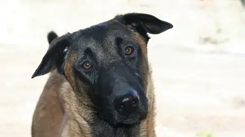 Ángel Osuna, nos habla de la raza de moda el Pastor Belga Malinoise adiestramiento canino
