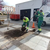 Reposición de un árbol en Chiclana Reposición de un árbol en Chiclana