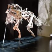 Esqueletos originales que podrán contemplarse en el Museo Paleontológico