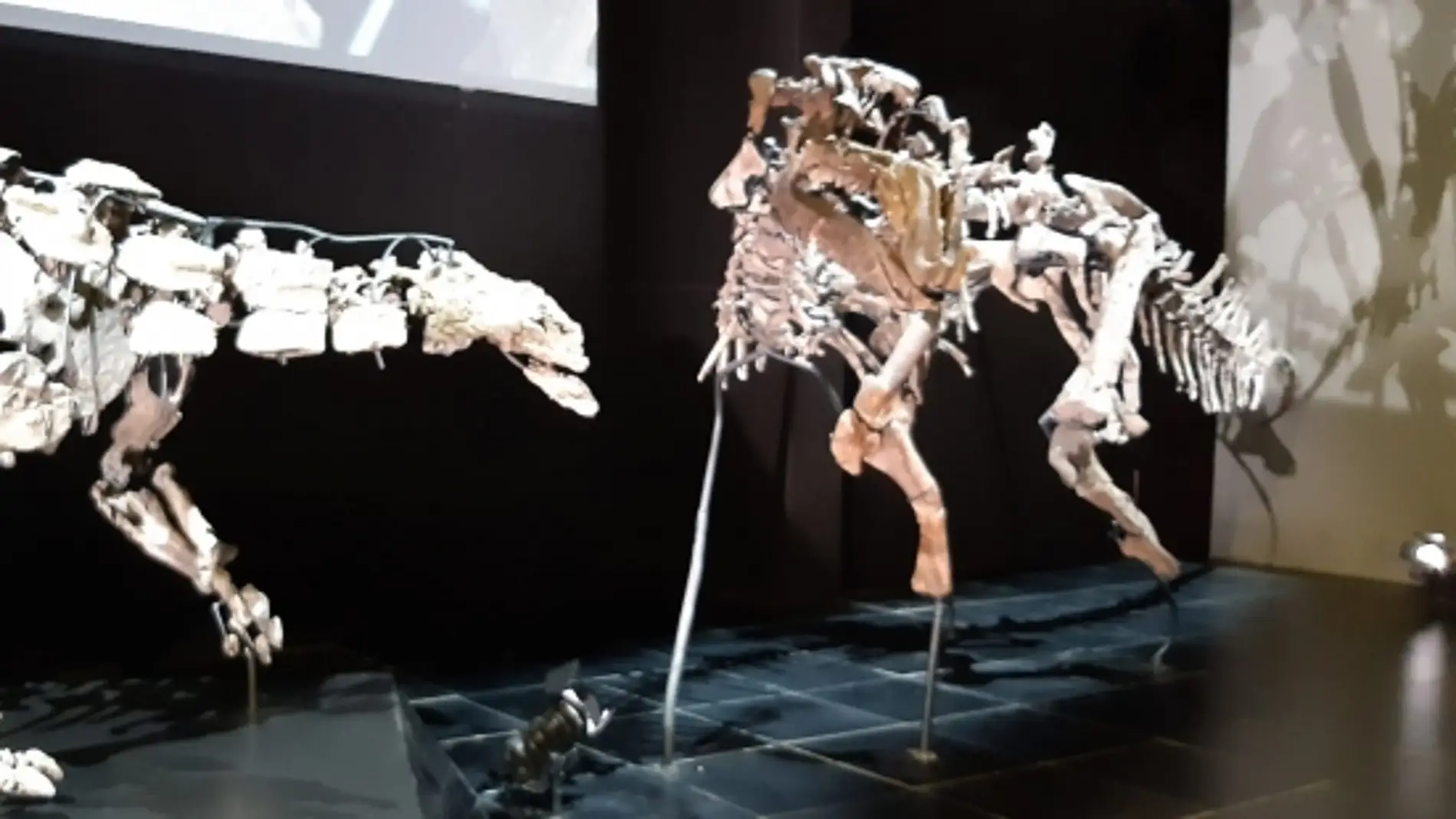 Esqueletos originales que podrán contemplarse en el Museo Paleontológico