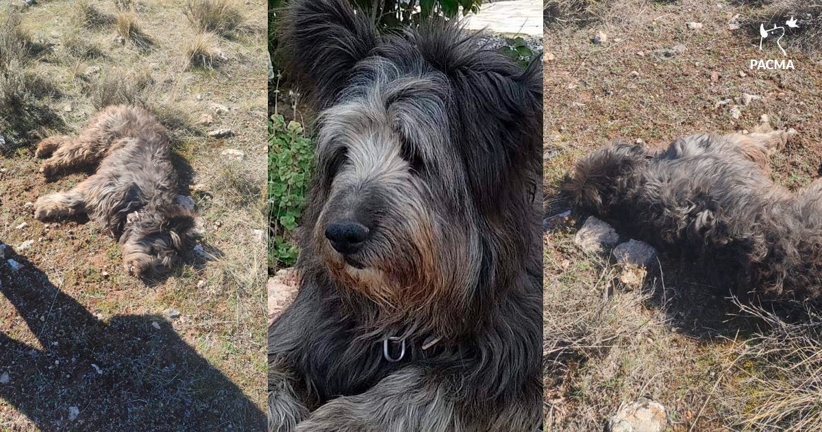 Un cazador mata de un disparo a un perro y se justifica: "Pensaba que era callejero e iba a robarme mis perdices" Un cazador mata de un disparo a un perro y se justifica: "Pensaba que era callejero e iba a robarme mis perdices"