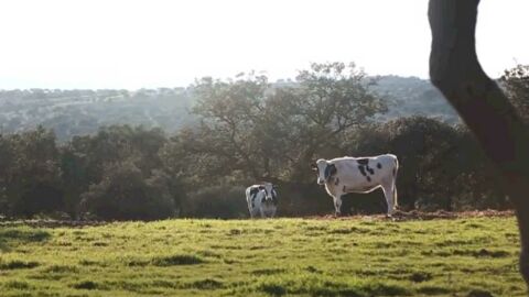 Ganado vacuno Valle de Los Pedroches