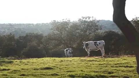 Ganado vacuno Valle de Los Pedroches Ganado vacuno Valle de Los Pedroches