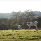 Ganado vacuno Valle de Los Pedroches Ganado vacuno Valle de Los Pedroches