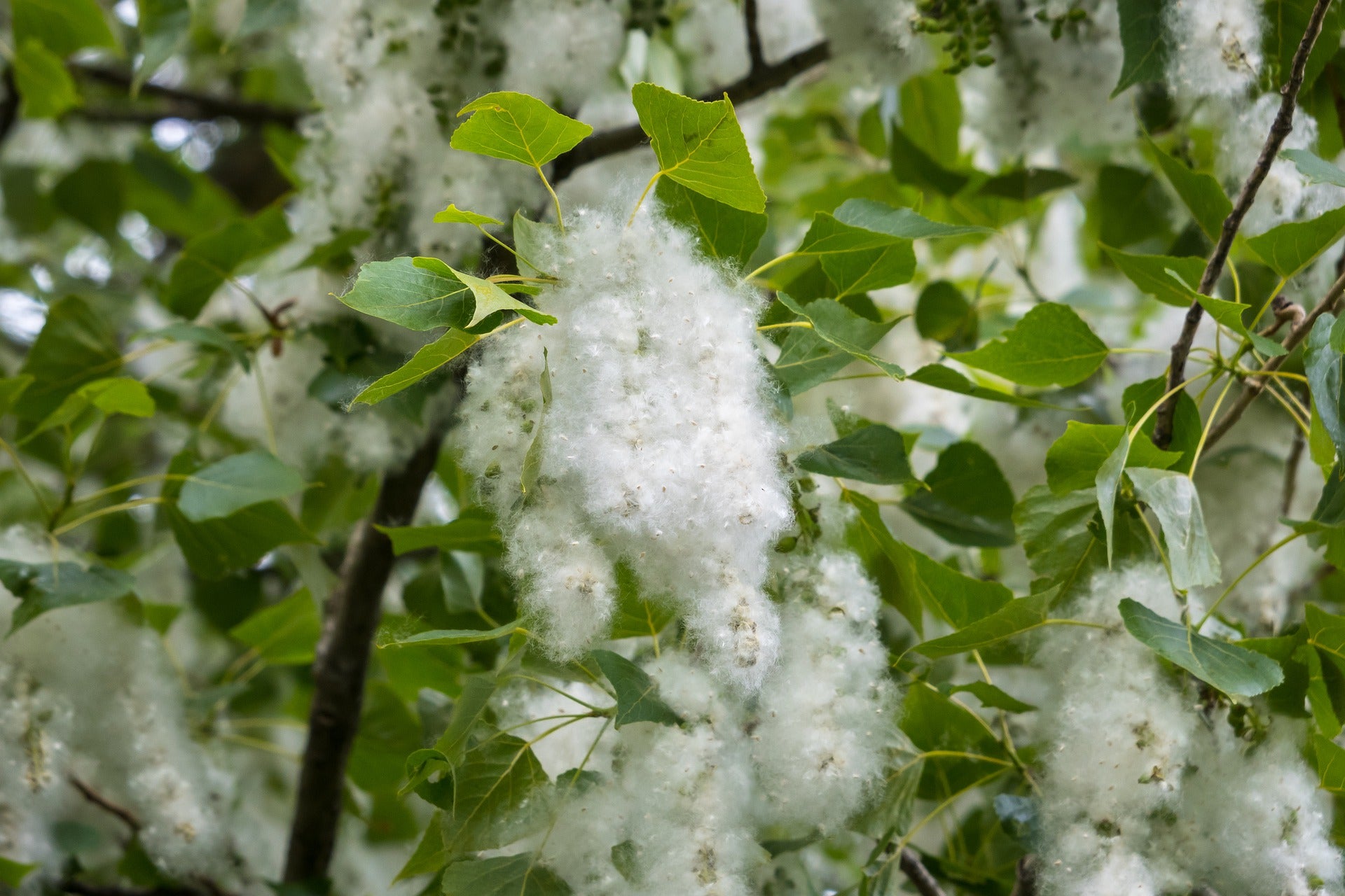 La Seaic apunta a una primavera "intensa" en Extremadura para los alérgicos al polen La Seaic apunta a una primavera "intensa" en Extremadura para los alérgicos al polen
