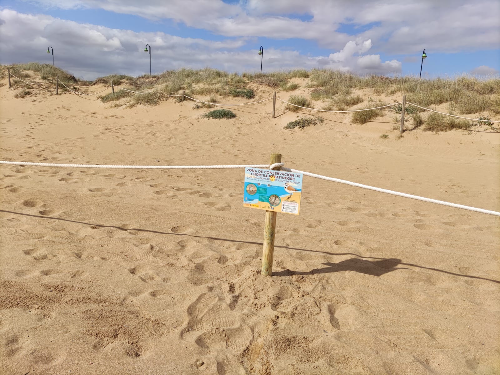 La playa de La Mata de Torrevieja se prepara para el periodo de cría del amenazado chorlitejo La playa de La Mata de Torrevieja se prepara para el periodo de cría del amenazado chorlitejo