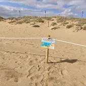 Balizamiento para proteger la cría del chorlitejo patinegro en la playa de La Mata Balizamiento para proteger la cría del chorlitejo patinegro en la playa de La Mata