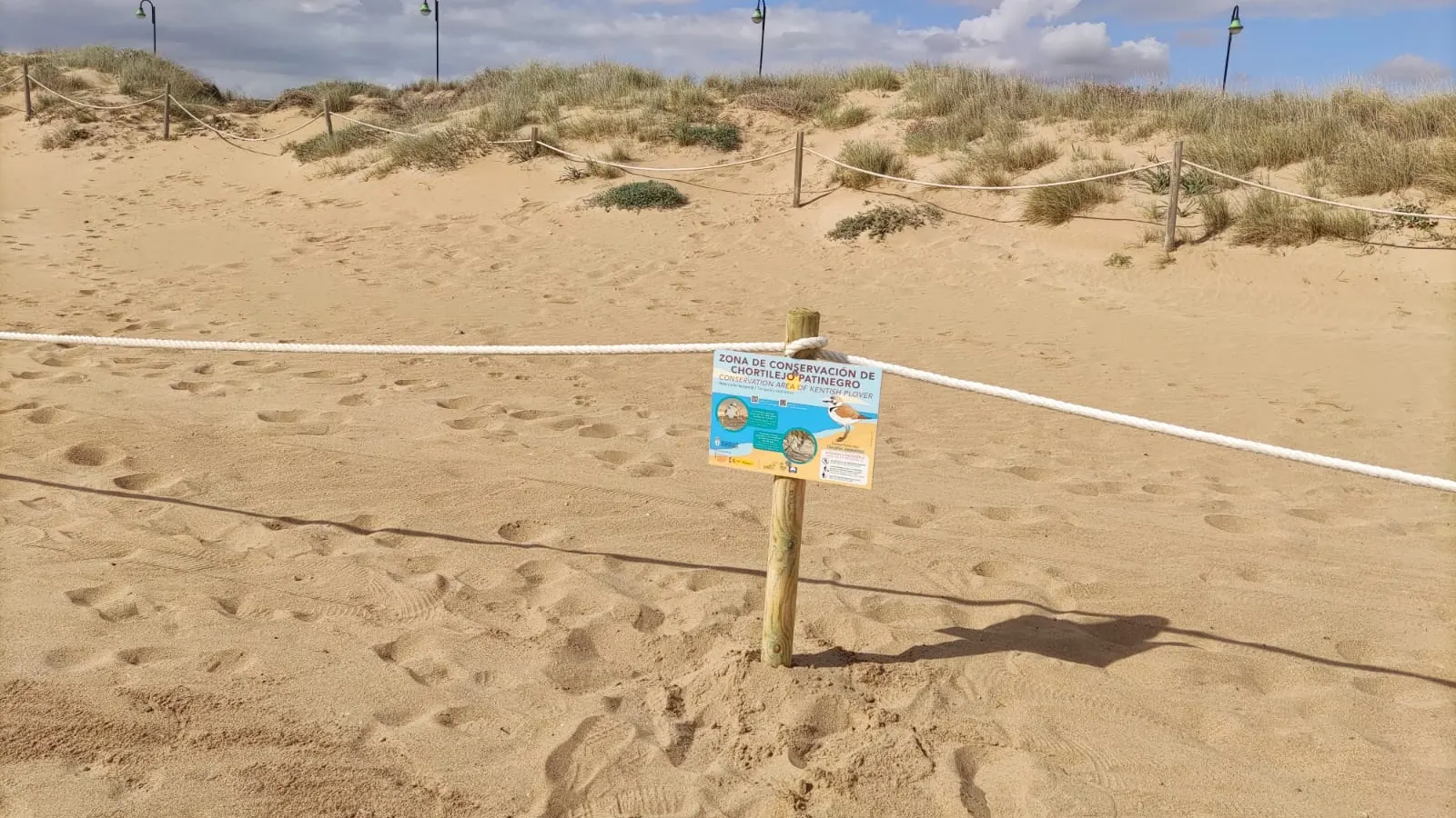 Balizamiento para proteger la cría del chorlitejo patinegro en la playa de La Mata SOS CHORLITEJO PATINEGRO