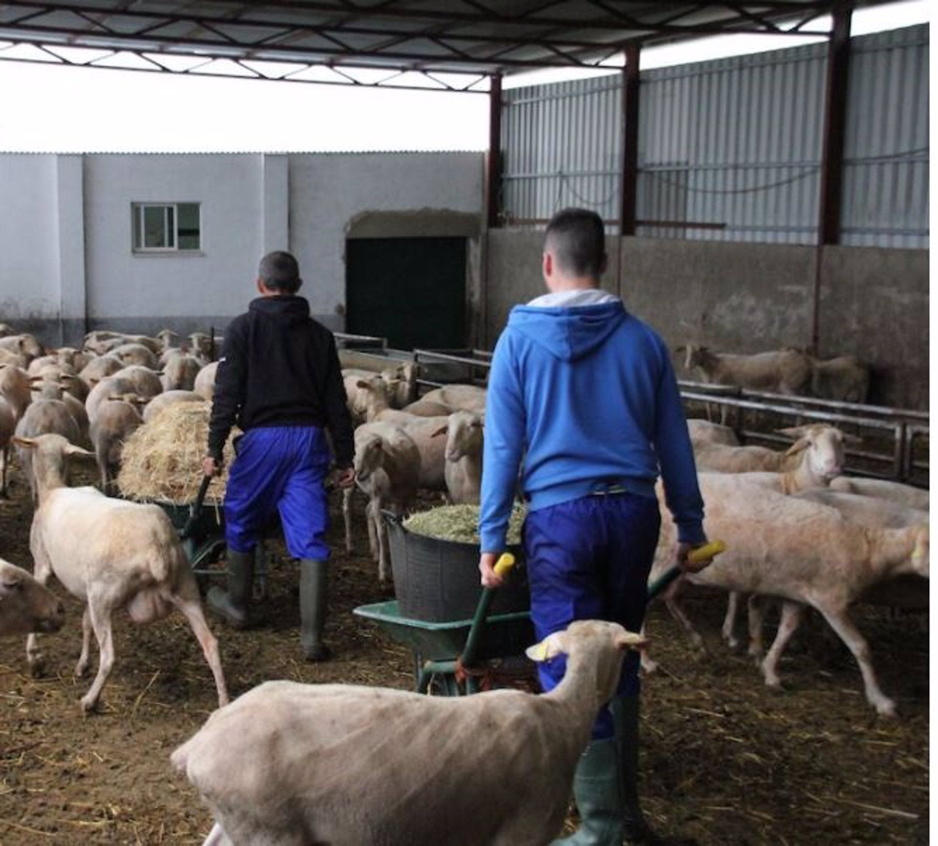 Cooperativas Extremadura urge servicios mínimos en el paro del transporte y denuncia graves problemas para el sector Cooperativas Extremadura urge servicios mínimos en el paro del transporte y denuncia graves problemas para el sector