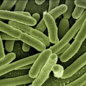 Ciencia en La Brújula: ¿Por qué las bacterias suelen ser muy pequeñas?