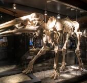El Museo Arqueológico Regional de Alcalá de Henares cuenta con una nueva sala de paleontología