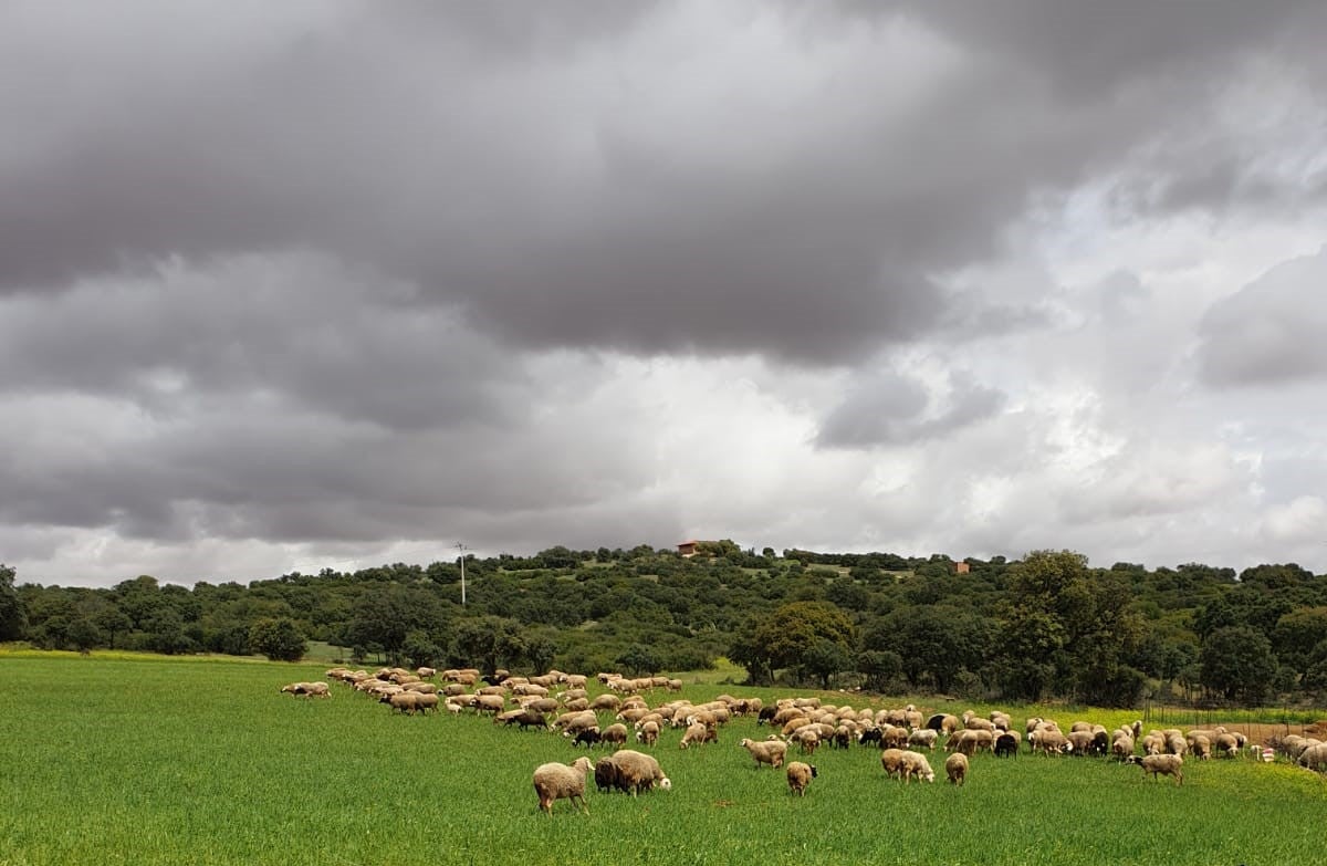 Indignación y estupor entre los ganaderos por la Escuela de Pastores de Castilla-La Mancha Indignación y estupor entre los ganaderos por la Escuela de Pastores de Castilla-La Mancha