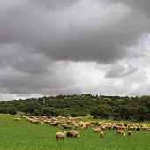Ovejas pastando Ovejas pastando