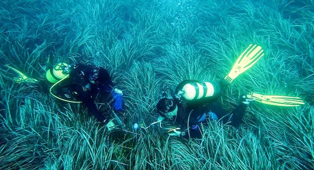 La Diputación renueva su colaboración con el Instituto de Ecología Litoral para estudiar la Posidonia oceánica La Diputación renueva su colaboración con el Instituto de Ecología Litoral para estudiar la Posidonia oceánica