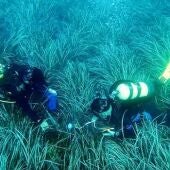 La Diputación renueva su colaboración con el Instituto de Ecología Litoral para estudiar la Posidonia oceanica    
