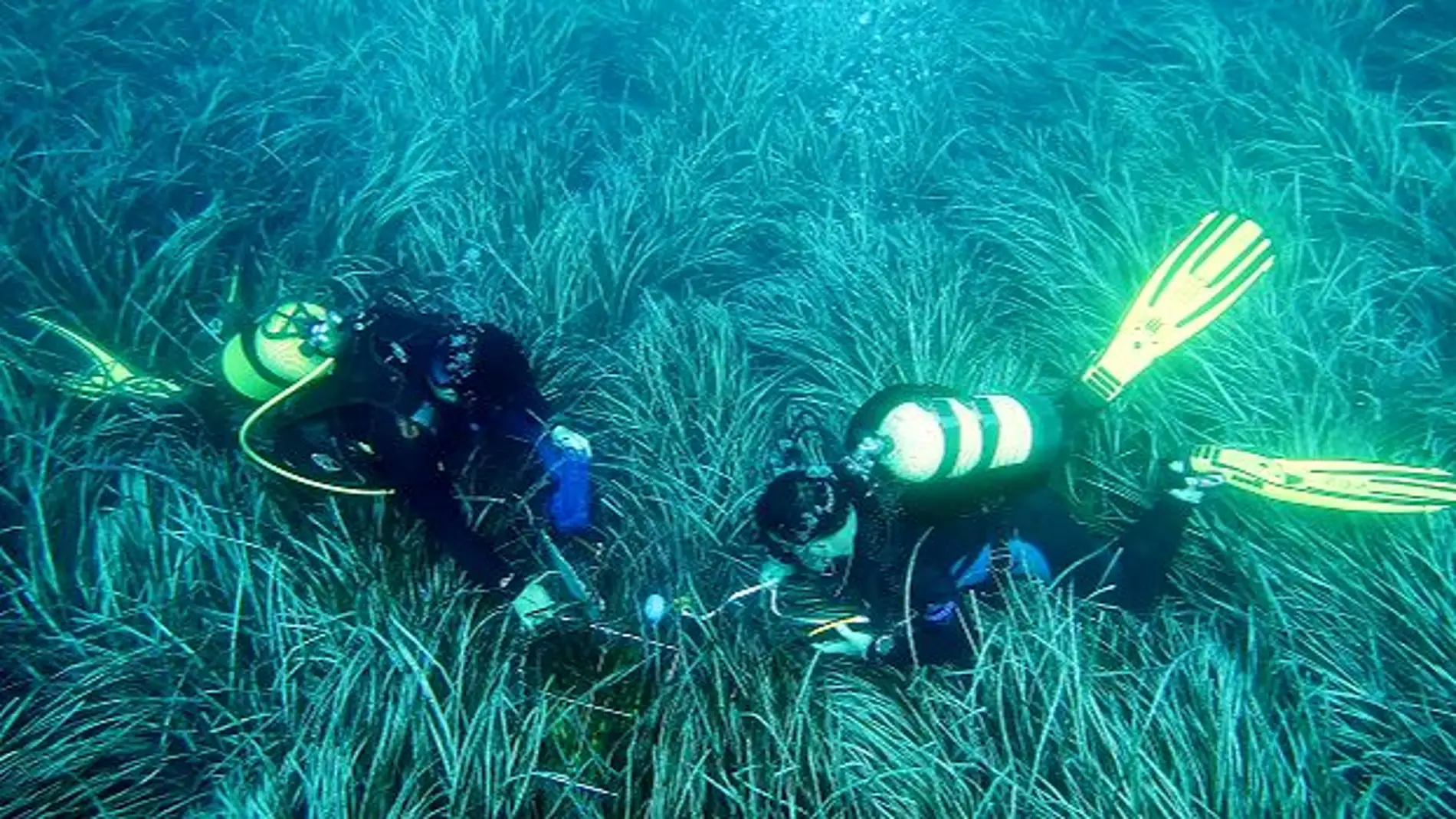 La Diputación renueva su colaboración con el Instituto de Ecología Litoral para estudiar la Posidonia oceanica 