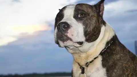 Perro 'potencialmente peligroso' Perro 'potencialmente peligroso'