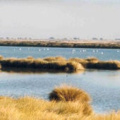 Humedales en Doñana