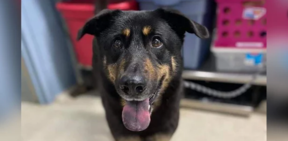 Fezco, el perro abandonado 'por ser gay': "Los prejuicios humanos, pertenecen a los humanos y los animales no deberíamos cargar con ellos" Fezco, el perro abandonado 'por ser gay': "Los prejuicios humanos, pertenecen a los humanos y los animales no deberíamos cargar con ellos"