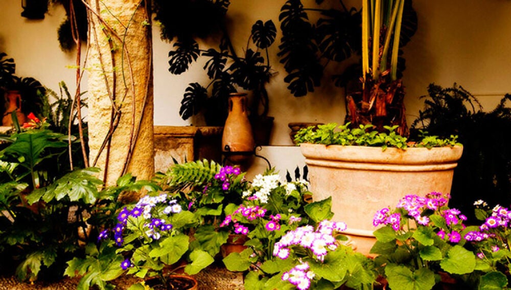 Patio típico cordobés