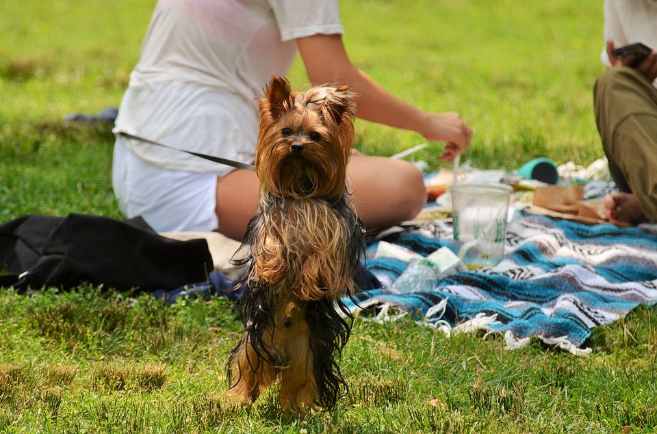 Ángel Osuna, adiestrador canino, "debemos educar a nuestro perro a no pedir comida" Ángel Osuna, adiestrador canino, "debemos educar a nuestro perro a no pedir comida"