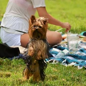 Ángel Osuna, adiestrador canino, "debemos educar a nuestro perro a no pedir comida" Ángel Osuna, adiestrador canino, "debemos educar a nuestro perro a no pedir comida"