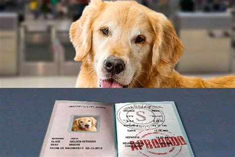 Pilar de la Horadada prepara campaña para pasaporte, microchip y vacuna de la rabia para mascotas Pilar de la Horadada prepara campaña para pasaporte, microchip y vacuna de la rabia para mascotas