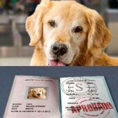 Pilar de la Horadada prepara campaña para pasaporte, microchip y vacuna de la rabia para mascotas 