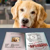 Pilar de la Horadada prepara campaña para pasaporte, microchip y vacuna de la rabia para mascotas Pilar de la Horadada prepara campaña para pasaporte, microchip y vacuna de la rabia para mascotas
