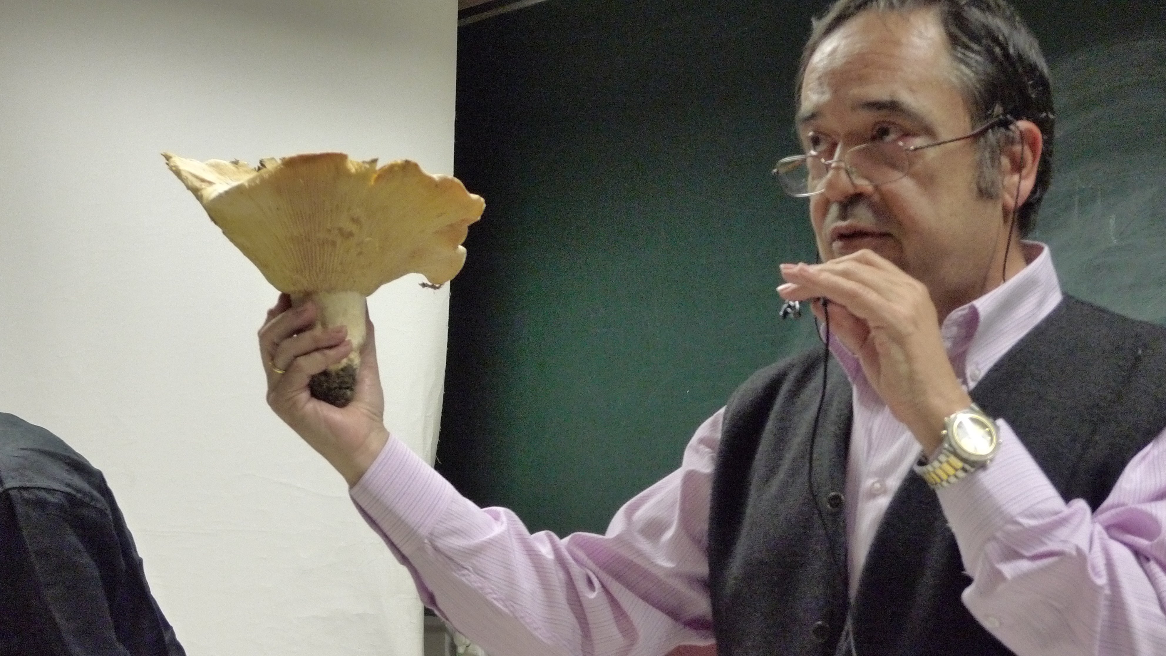 Setas de primavera Setas de primavera