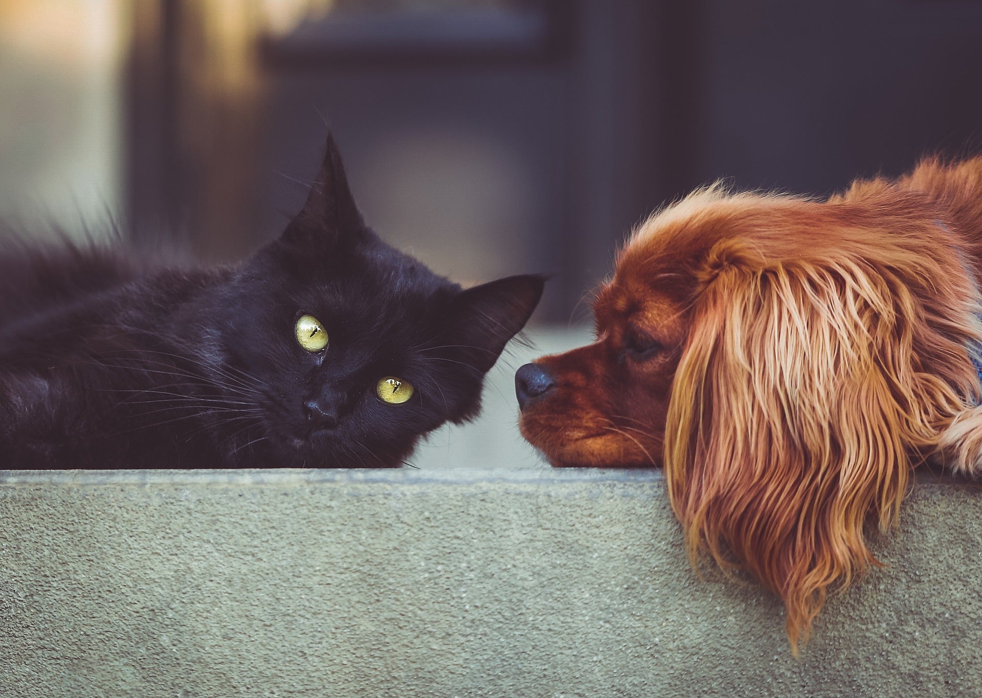¿Por qué mi gato ataca al perro? ¿Por qué mi gato ataca al perro?