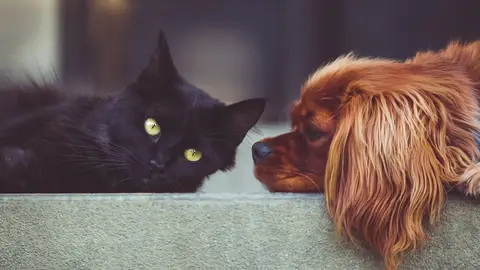 Gato y perro Gato y perro