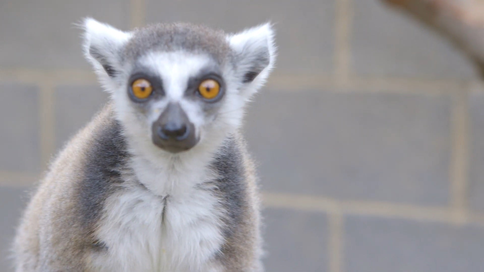 Los lémures, protagonistas en la nueva temporada de Sendaviva Los lémures, protagonistas en la nueva temporada de Sendaviva
