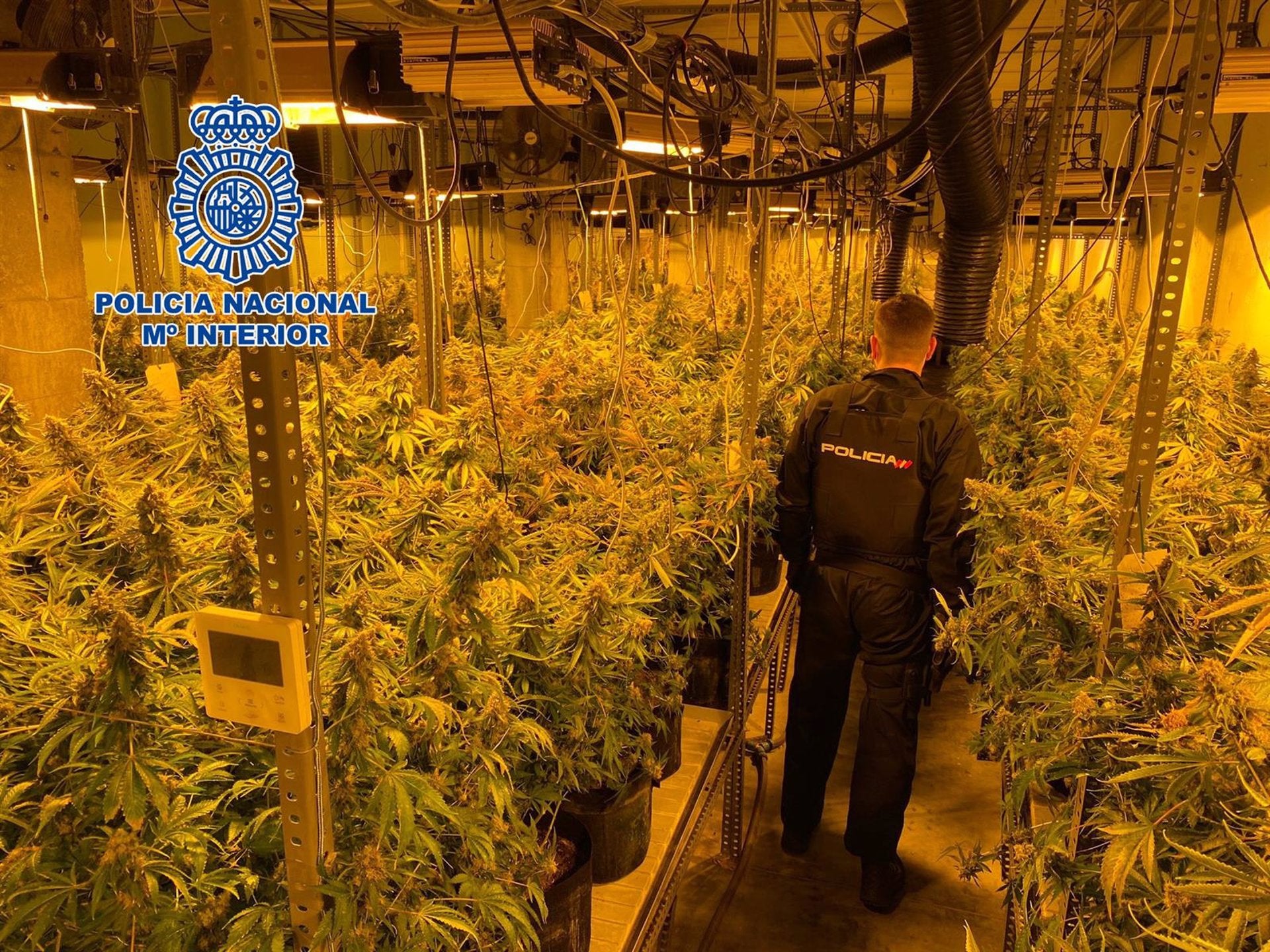 Tres detenidos con casi mil plantas de marihuana escondidas en una nave de la capital Tres detenidos con casi mil plantas de marihuana escondidas en una nave de la capital