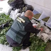 La Guardia Civil detiene en la Vega Baja a tres personas por enviar marihuana al extranjero mediante paquetería La Guardia Civil detiene en la Vega Baja a tres personas por enviar marihuana al extranjero mediante paquetería