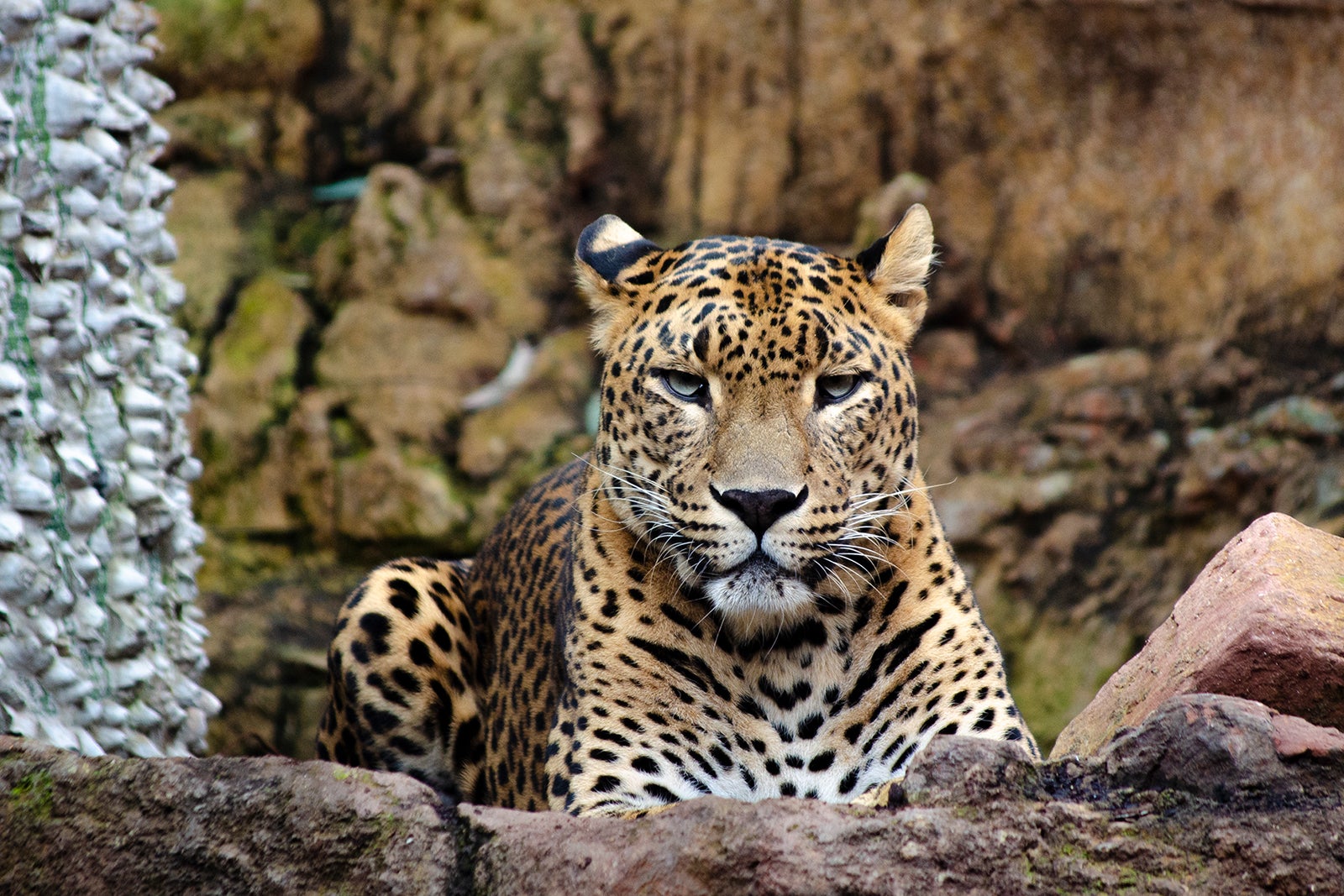 Los Bioparc se convierten en protagonistas de la docu-serie 'Crónicas del zoo' que estrena DMAX este fin de semana Los Bioparc se convierten en protagonistas de la docu-serie 'Crónicas del zoo' que estrena DMAX este fin de semana