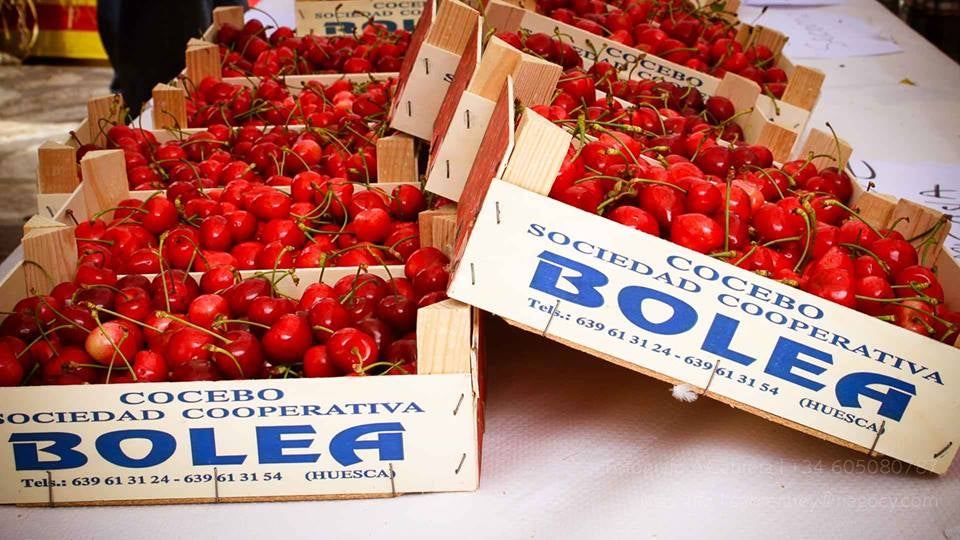 Adiós a la producción de cereza de Bolea Adiós a la producción de cereza de Bolea
