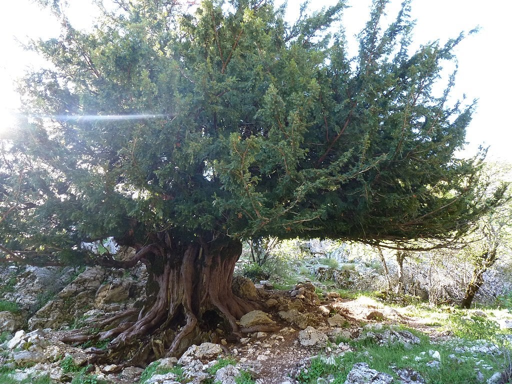Aparici en órbita: Los tejos milenarios, los árboles más viejos del planeta Aparici en órbita: Los tejos milenarios, los árboles más viejos del planeta